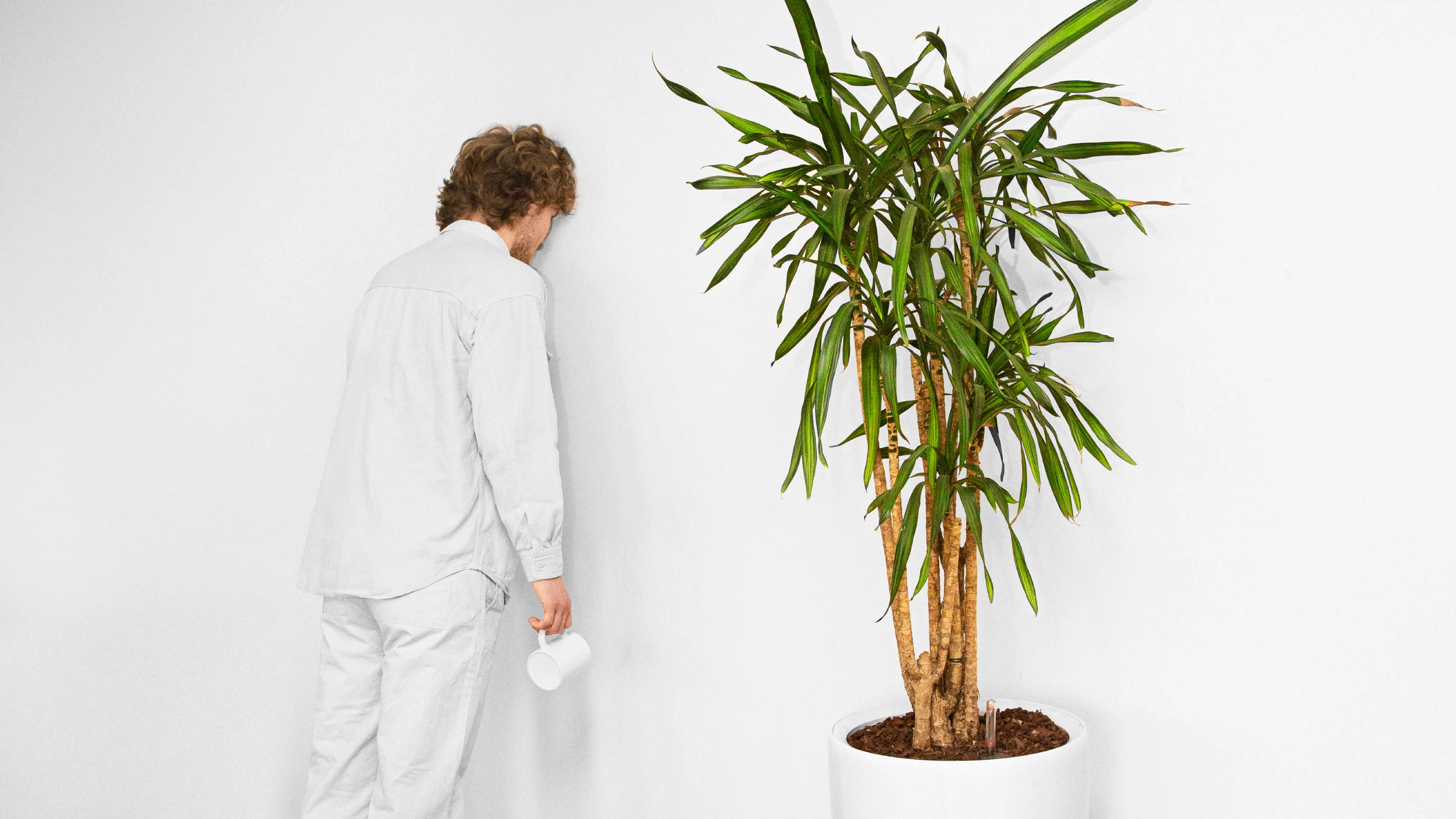 A man dressed in white with a white coffee mug in his hand is facing a white wall and leaning his head on it. Next to him is a a small palm tree in a white pot.