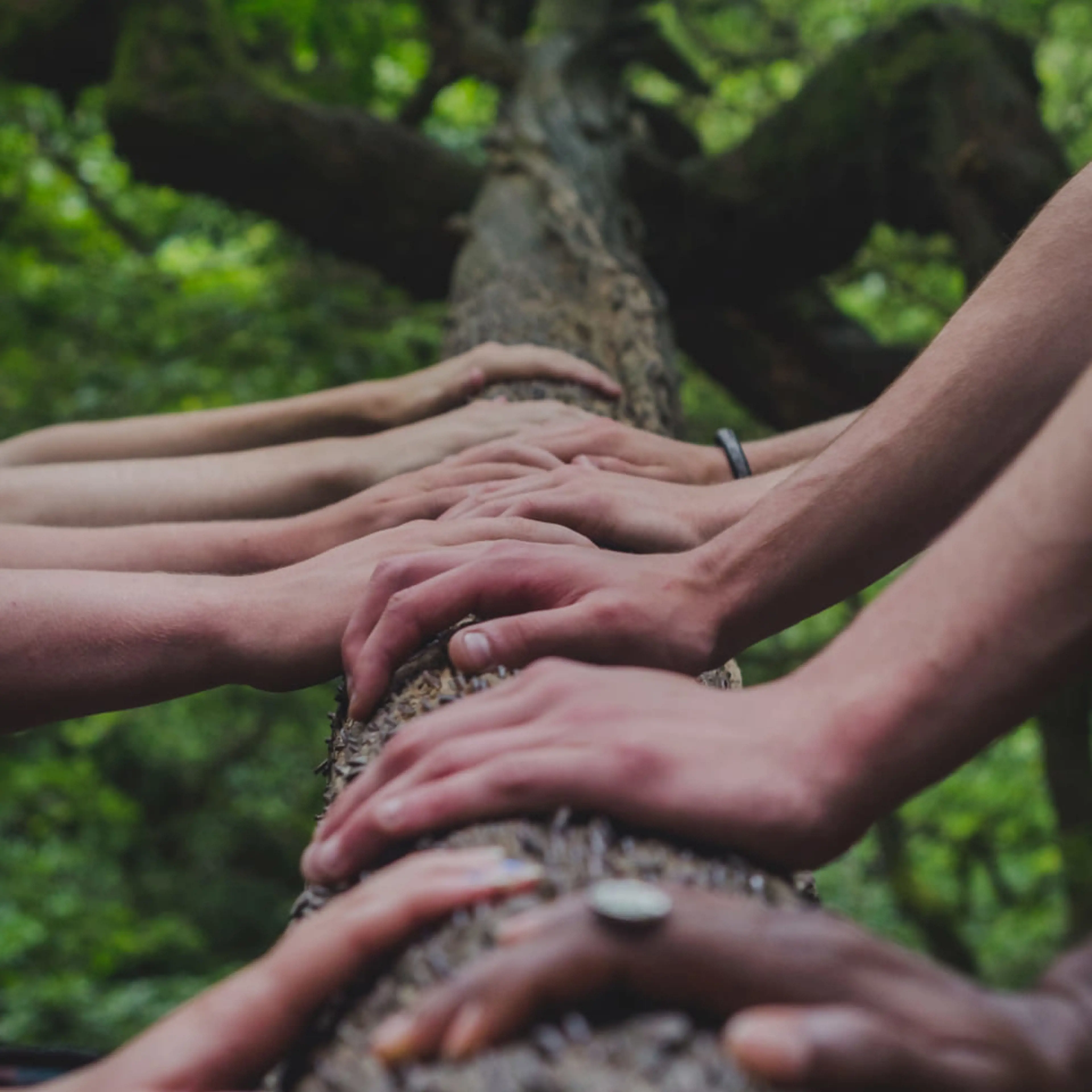 A row of hands resting on a log