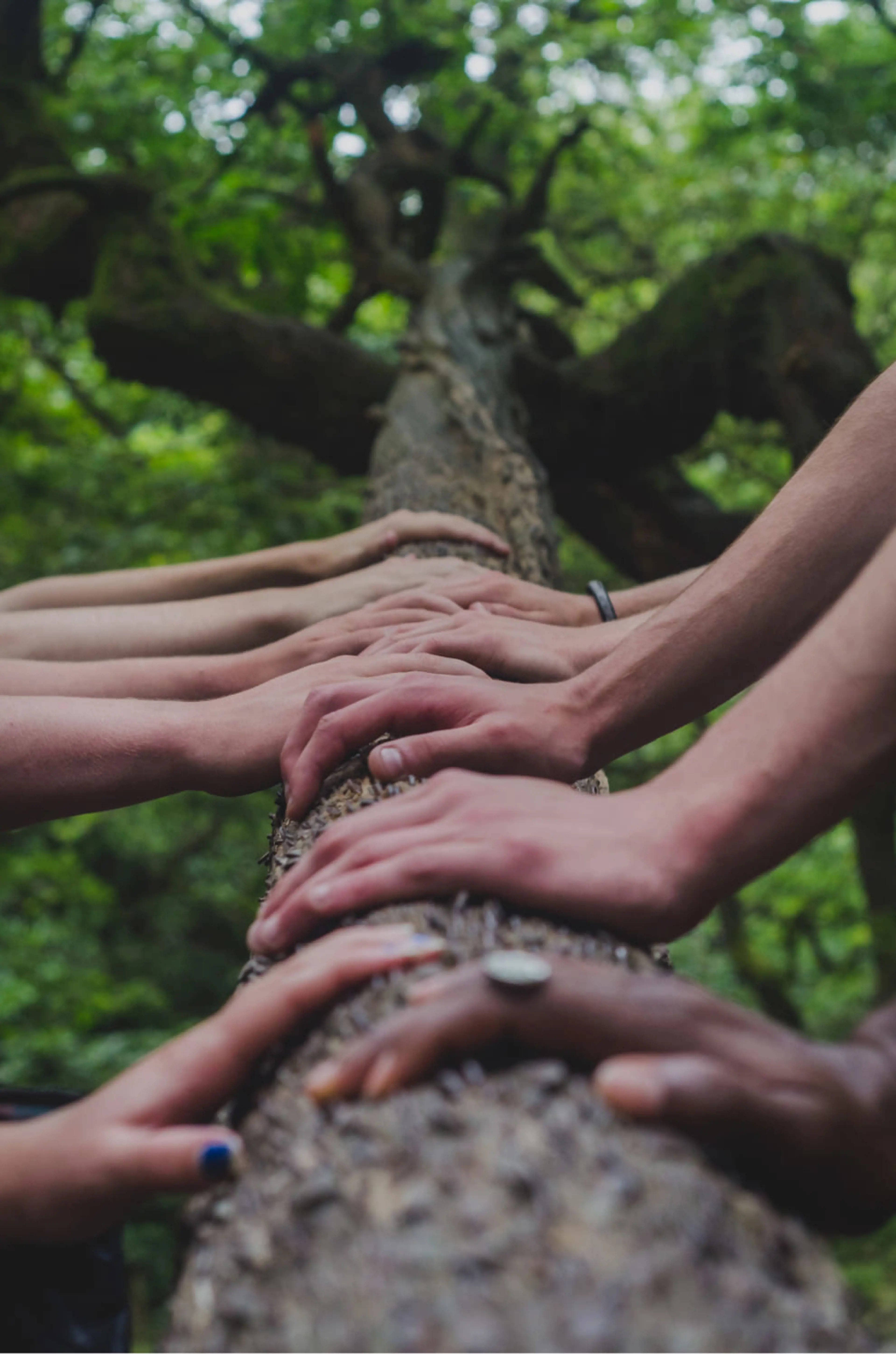 En række hænder hvilende på en træstamme