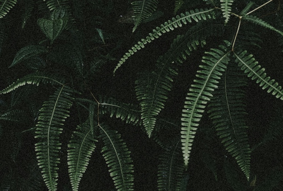 Media content for At lede med naturen: hvordan?