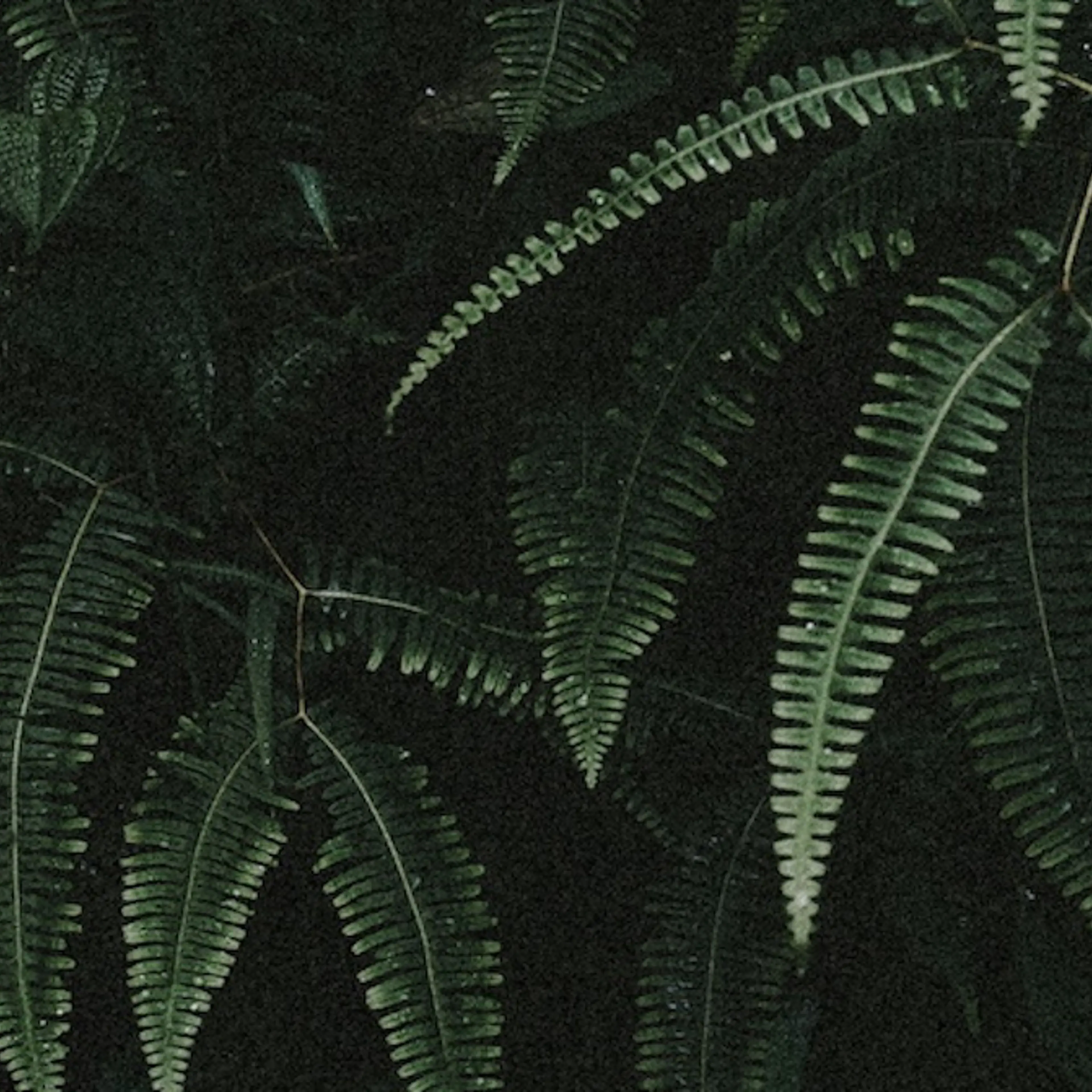 Media content for Leading with nature: how?